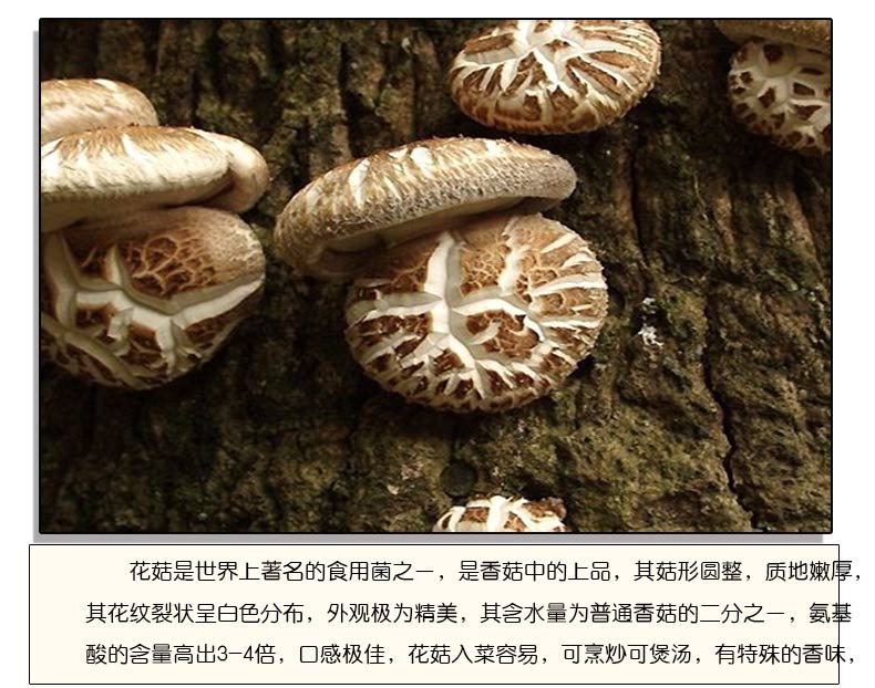 長白山野生花菇