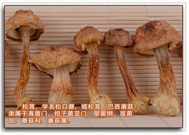 長白山野生松茸
