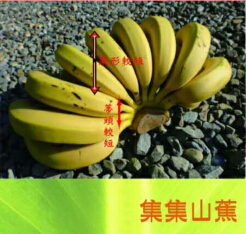 集集山蕉在大陸的無限商機