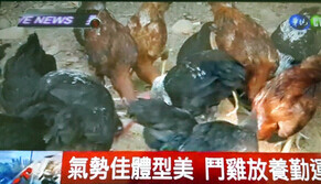 500包滴雞精