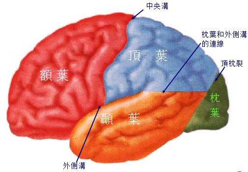 大腦結構簡介