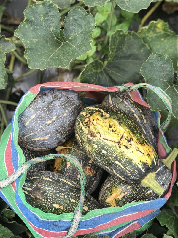 南投魚池鄉新鮮蔬菜