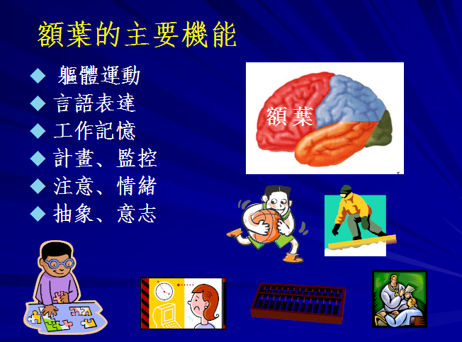 額葉分區功能