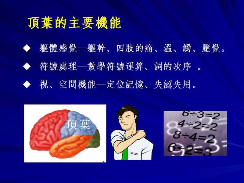 頂葉分區功能
