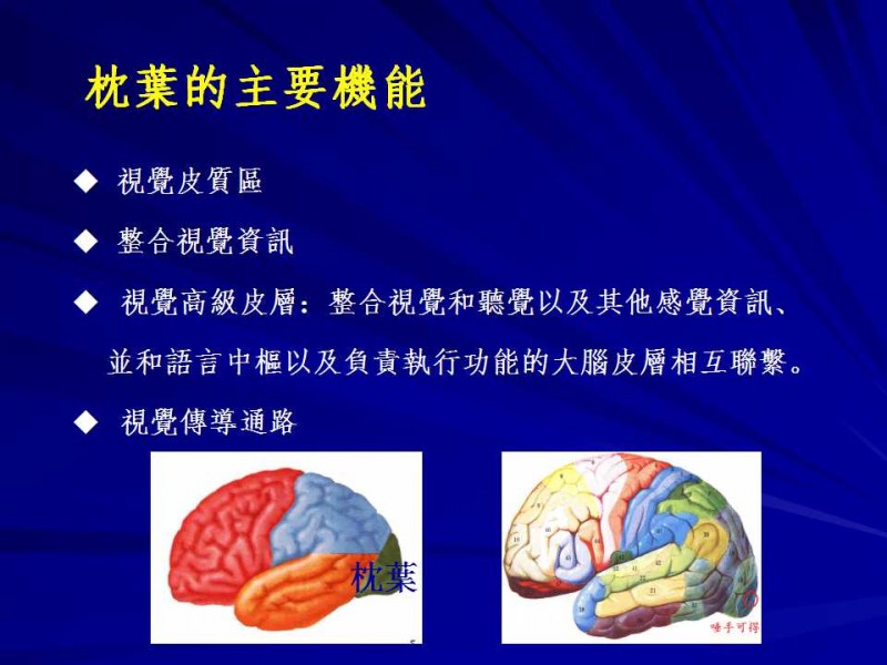 枕葉分區功能