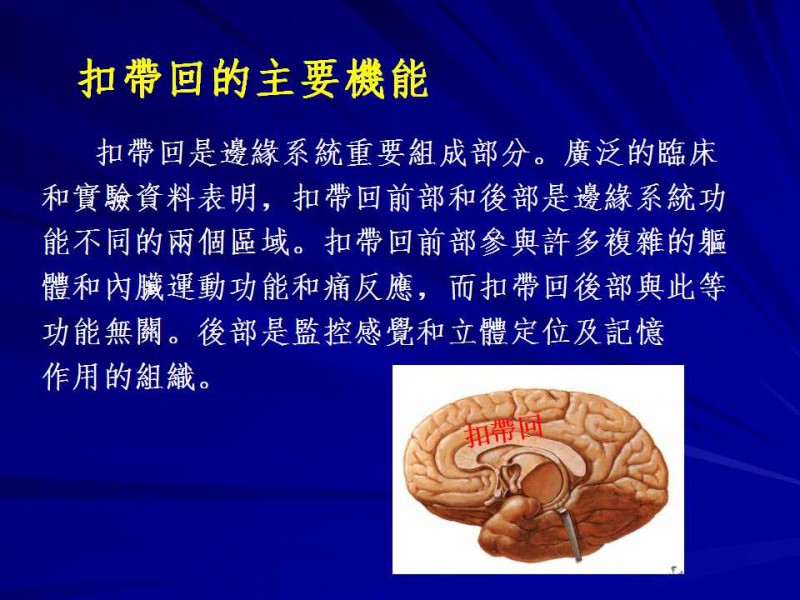 扣帶回分區功能