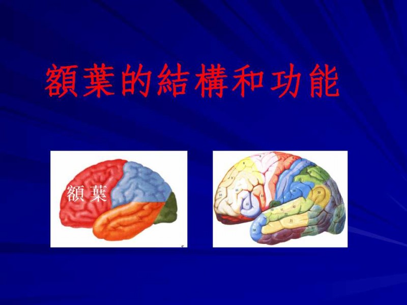 額葉分區功能
