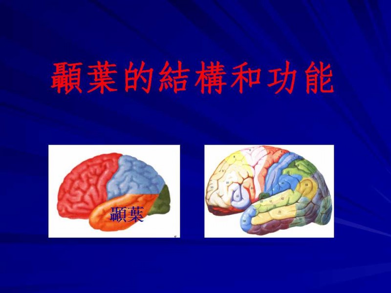 顳葉分區功能