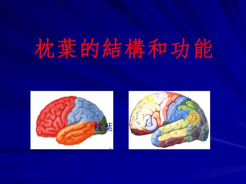 枕葉分區功能