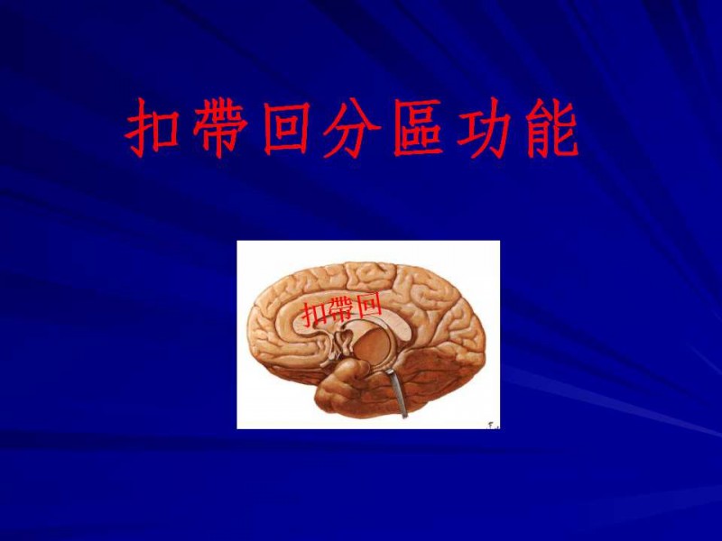 扣帶回分區功能